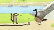 A Bunch of Full Grown Geese still