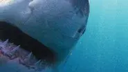 Why Sharks Attack still