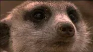 Ella: A Meerkat's Tale still
