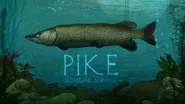 Pike: Broadland, Norfolk still