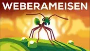 The Warrior Kingdoms of the Weaver Ant still