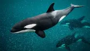 Orca Dynasty still
