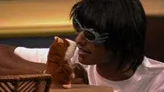 Hamsters and Flutes still