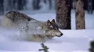 The Wolf's Return still