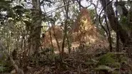 Ant Attack still