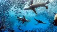 Hunger at Sea (Oceans) still