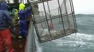 Sea Tested still