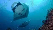Secrets of the Deep still