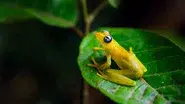 Rainforest still