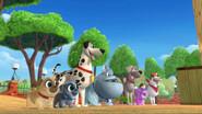 Rhapsody In Pug still