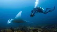 Devil Ray Islands still