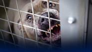 Dangerous Dogs: Is the Ban Working? still