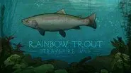 Rainbow Trout: Derbyshire Wye still