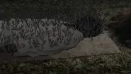 Mud Grass still