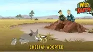 Cheetah Adopted still