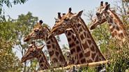 Giraffes: Africa's Gentle Giants still