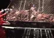 Seeking the Catch still