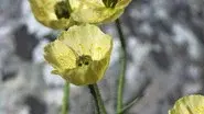 Spring still