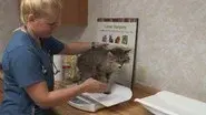 A Meow-tain of Cases still