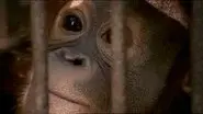 The Orangutan King still