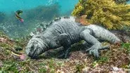 Galapagos: Enchanted Isles still