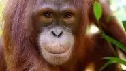 Orangutans: The Great Ape Escape still