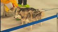 Drag the Sled Challenge still