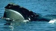 Riddle of the Right Whale still
