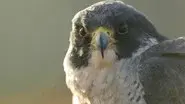 World's Fastest Animal still