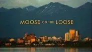 Moose on the Loose still