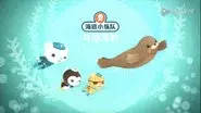 The Harbour Seal still