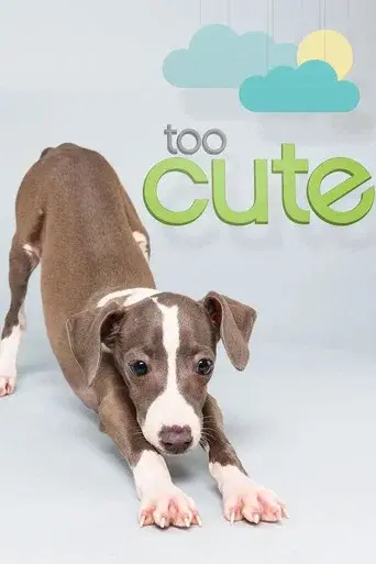 Too Cute season 5 poster